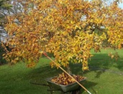 Autumn Leaf Clearing