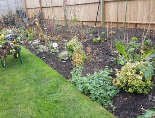 tidying herbaceous border