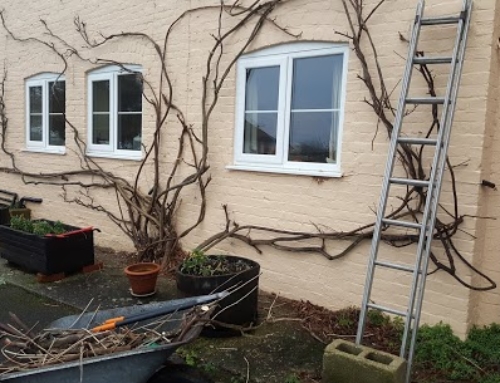 Winter pruning Wisteria