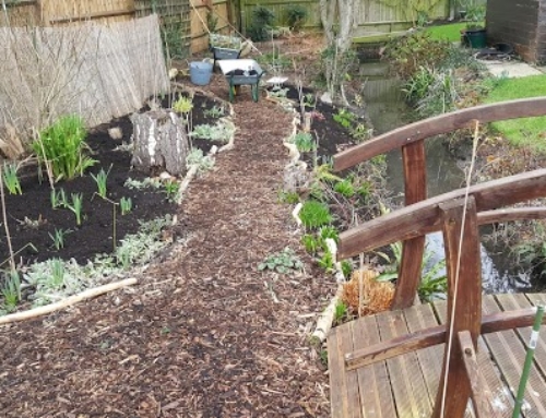 Winter tidying of flower beds